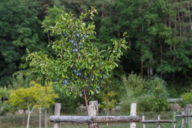 Streuobstpakt Streuobstwiese Zwetschge biologisch